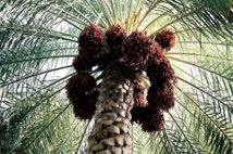 Le palmier dattier atteint un niveau de production record Le palmier dattier atteint un niveau de production record