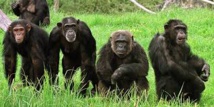 Chimpanzés et bonobos se sont croisés dans le passé Chimpanzés et bonobos se sont croisés dans le passé