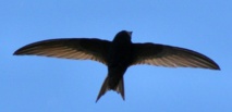 Le martinet noir bat le record de vol non-stop