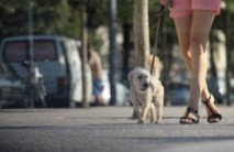 Insolite : ADN des chiens