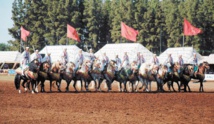 Le Festival de la Tbourida à Oujda sous le signe des traditions équestres