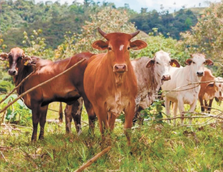La finance carbone s’ouvre au secteur laitier La finance carbone s’ouvre au secteur laitier
