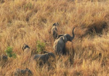 Les tueries d'éléphants s'intensifient