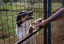 Insolite : Havre de paix pour chiens