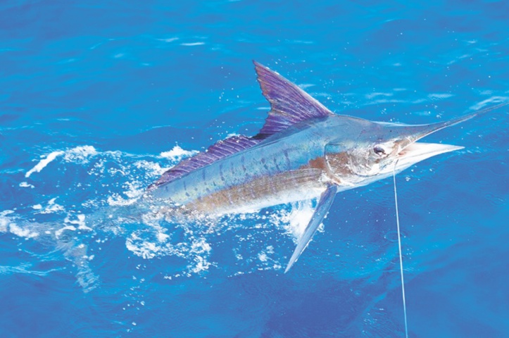 L’espadon ? Encore ! L’espadon ? Encore !