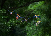 Plus de 200 espèces d'oiseaux à risque d'extinction non répertoriées