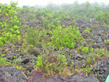 Les Eaux et Forêts et la Douane conjuguent leurs efforts pour sauver flore et faune sauvages Les Eaux et Forêts et la Douane conjuguent leurs efforts pour sauver flore et faune sauvages