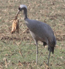 Insolite : Pour faire revenir les grues Insolite : Pour faire revenir les grues