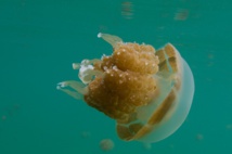 Insolite : Piqués par des méduses