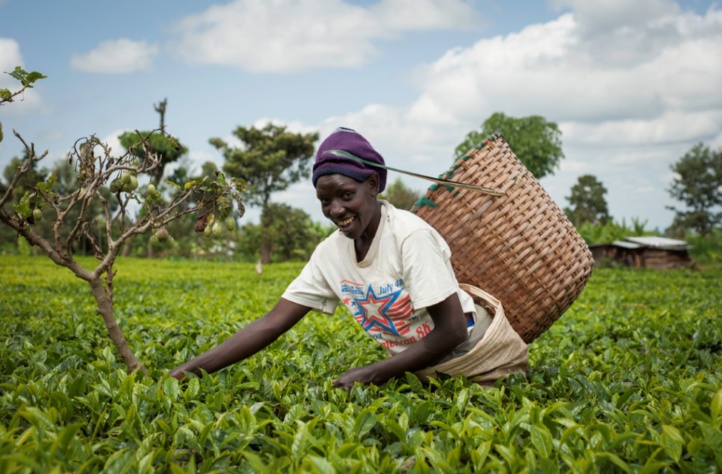 Le CAM s’investit dans le financement des petits agriculteurs subsahariens Le CAM s’investit dans le financement des petits agriculteurs subsahariens