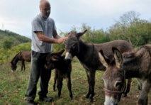 L'âne des Balkans cherche son salut dans le lait L'âne des Balkans cherche son salut dans le lait