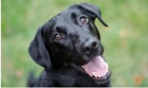 Les chiens ont la mémoire longue