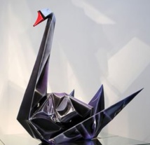 Insolite : Cygne noir Insolite : Cygne noir