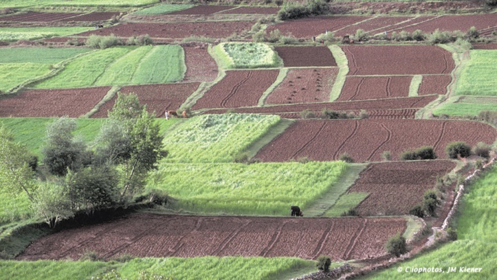 Une pluviométrie généreuse n’est pas forcément synonyme d’une bonne campagne céréalière Une pluviométrie généreuse n’est pas forcément synonyme d’une bonne campagne céréalière