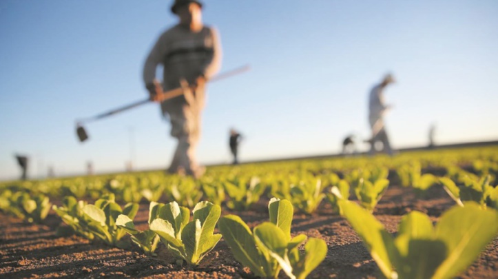 Satisfecit quant au démarrage de la campagne agricole Satisfecit quant au démarrage de la campagne agricole