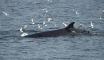 Observer les baleines au large de Bangkok Observer les baleines au large de Bangkok