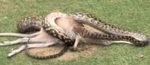 Insolite : Un python gobe un wallaby Insolite : Un python gobe un wallaby