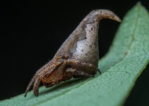 Insolite : Une araignée en hommage à Harry Potter Insolite : Une araignée en hommage à Harry Potter