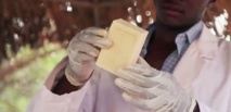 Un savon contre le paludisme