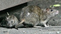 Paris part à la chasse aux rats