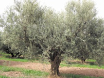 L’olivier vecteur de lutte contre les changements climatiques