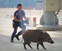 Insolite : Chasse au cochon  à l'aéroport