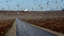 Des milliers de milliards d'insectes migrent par les airs