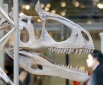 La découverte d'un dinosaure perdant ses dents pourrait expliquer le bec des oiseaux La découverte d'un dinosaure perdant ses dents pourrait expliquer le bec des oiseaux