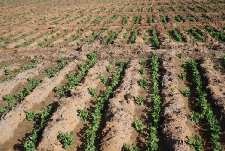 La nouvelle saison agricole s’annonce sous de bons auspices