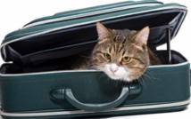 Insolite : La mésaventure d'une Canadienne Insolite : La mésaventure d'une Canadienne