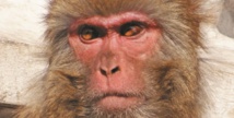 Conte de Noël pour adultes : La paonne et le macaque