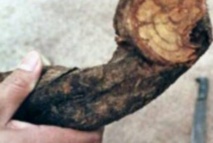 L'ayahuasca, psychotrope à la mode aux Etats-Unis et en psychiatrie L'ayahuasca, psychotrope à la mode aux Etats-Unis et en psychiatrie