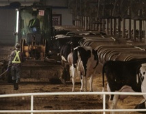 En Chine, les fermes sont déjà passées aux 10.000 vaches En Chine, les fermes sont déjà passées aux 10.000 vaches