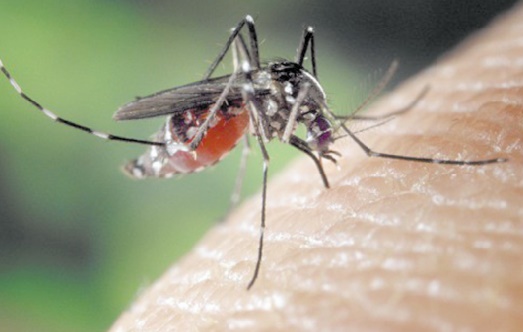Le Zika met le monde en état d’ urgence Le Zika met le monde en état d’ urgence