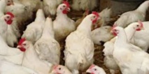 Seulement 8% du poulet produit au Maroc est contrôlé Seulement 8% du poulet produit au Maroc est contrôlé