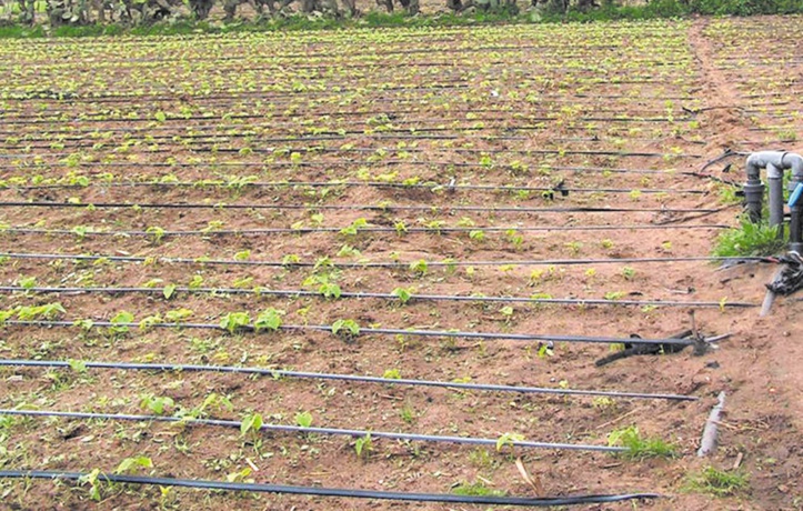 Projet de reconversion en “goutte-à-goutte” dans le périmètre de N’Fis