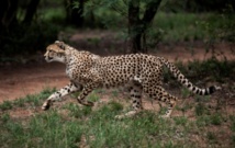 Mobilisation pour sauver les guépards menacés d'extinction