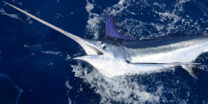 C’est toute une manne, l’espadon ! C’est toute une manne, l’espadon !