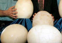 La lente incubation des oeufs des dinosaures expliquerait leur extinction