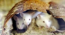 Des souris transformées en féroces prédateurs