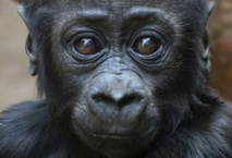 60% des primates menacés d'extinction 60% des primates menacés d'extinction