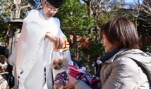 Insolite : Bénédiction pour chiens et chats