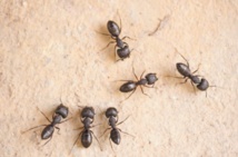 Les fourmis ont un GPS très sophistiqué