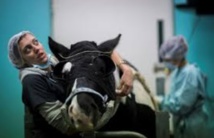 A Grosbois, on soigne les chevaux presque comme les hommes A Grosbois, on soigne les chevaux presque comme les hommes