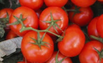 Redonner du goût aux tomates industrielles Redonner du goût aux tomates industrielles