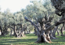 Workshop à Marrakech sur l’olivier en Méditerranée