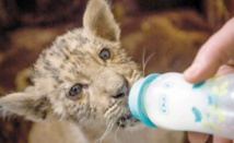 Tsar, un bébé ligre qui fait le roi dans un zoo de Russie Tsar, un bébé ligre qui fait le roi dans un zoo de Russie