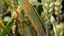 Le Maroc menacé par la rouille du blé