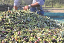 L’ oléiculture a le vent en poupe dans l’Oriental
