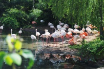 Partenariats avec les ONG africaines en matière de protection de l’ environnement